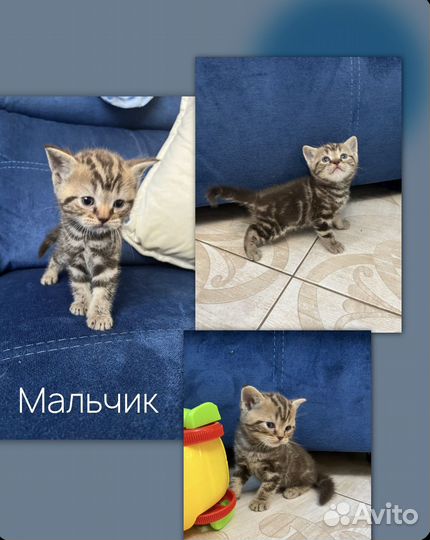 Шотландские котята