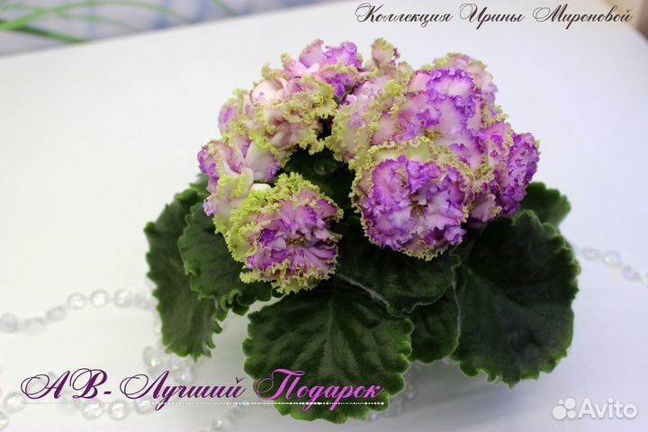 Сортовые Фиалки (+новинки). Часть 1