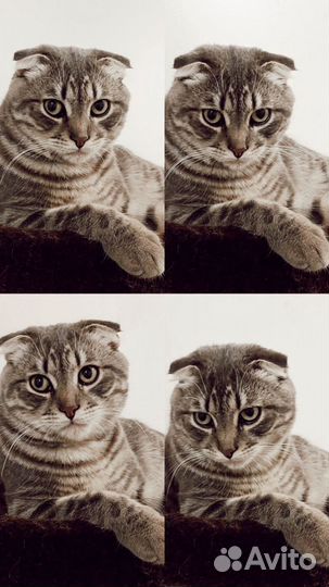 Вислоухий кот