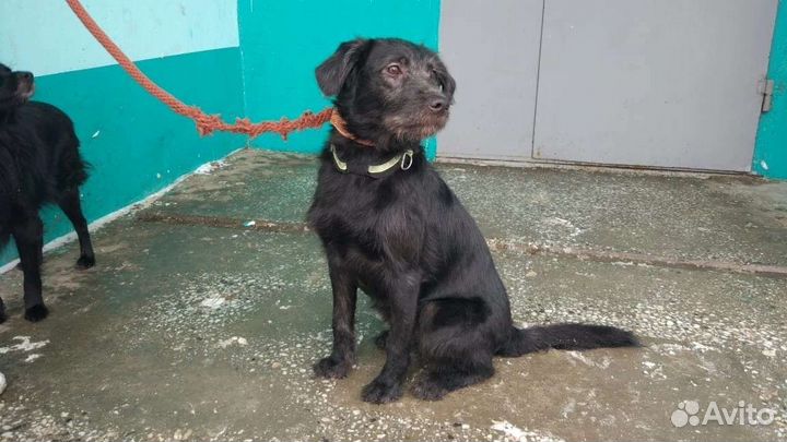 Очаровательные умные собаки ищут дом