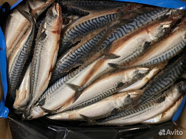 Скумбрия с/м