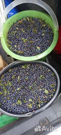 Черника свежая