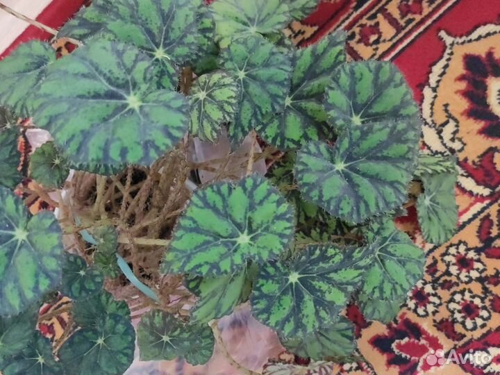 Бегония тигровая