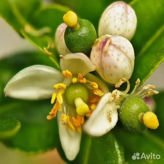 Цитрусовые плодоносящие растения