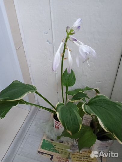 Рудбекия, ромашка садовая, хоста, мальва шток-роза