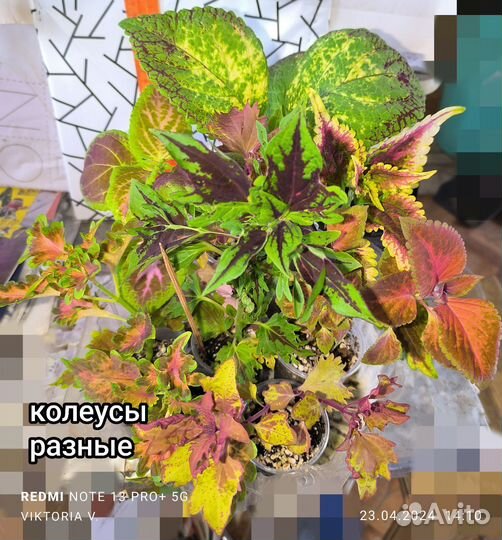 Колеусы разные