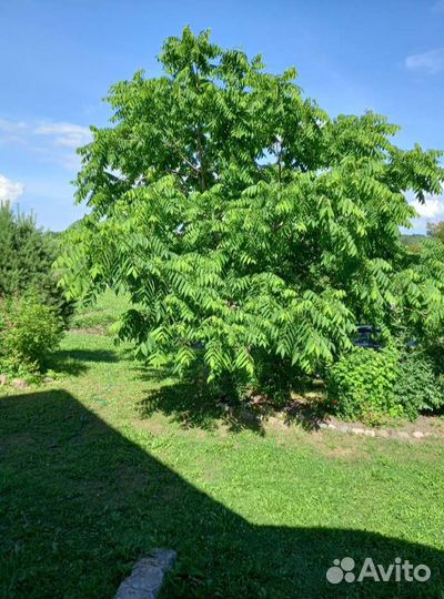 Маньчжурский орех саженцы