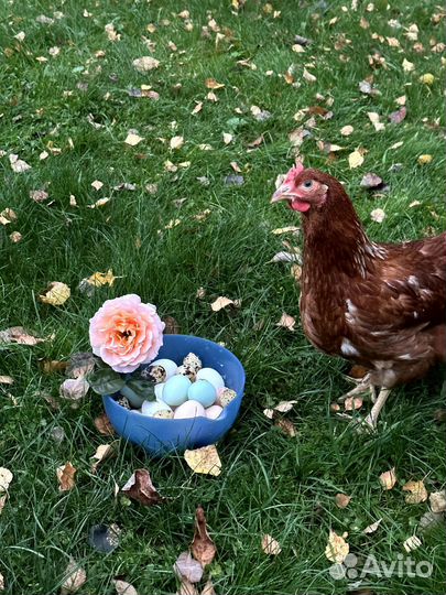 Инкубационное яйцо брессгалльских и синь-синь-дянь