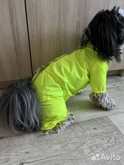 Костюм весенний для собаки