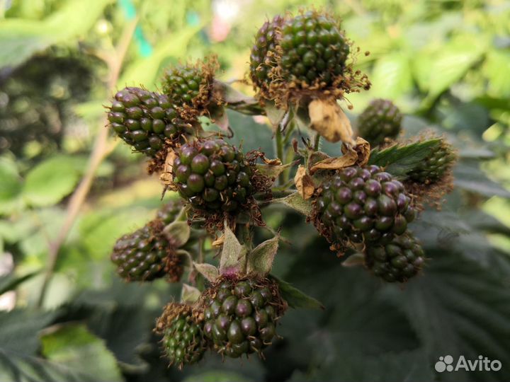 Саженцы ежевики