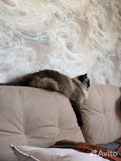 Бирманская кошка