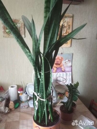 Сансевиерия сортовая