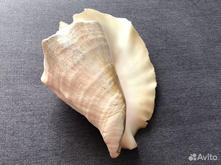 Большая морская раковина