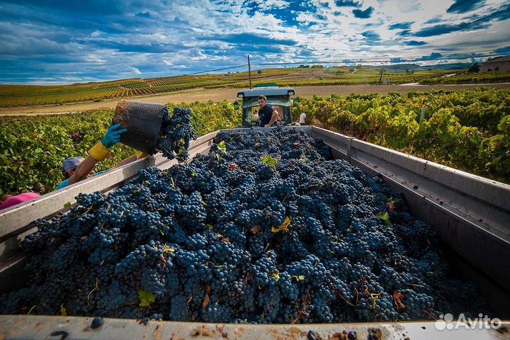 Виноград технический