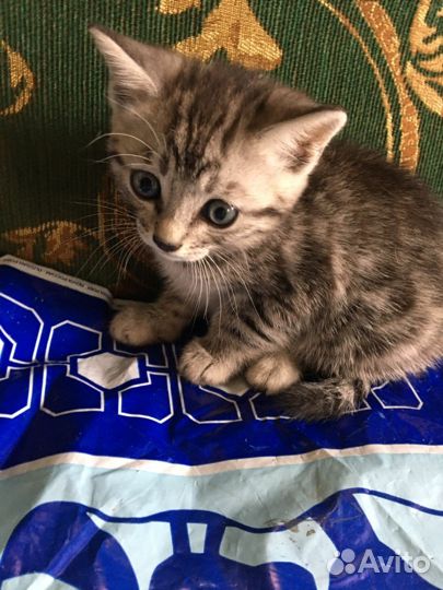 Котенок от бенгальской кошки