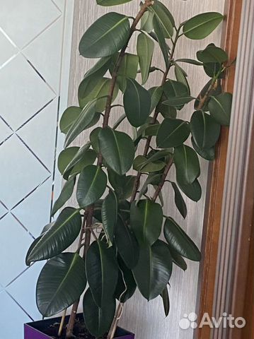 Драцена фикус цимбидиум