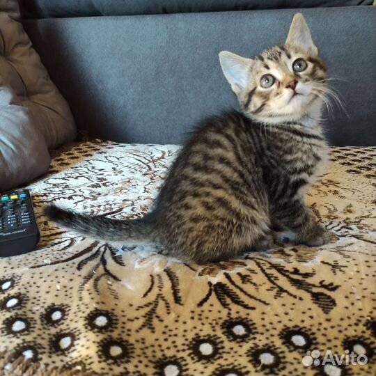 Британские котята