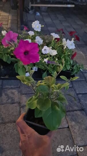 Рассада ампельной петунии