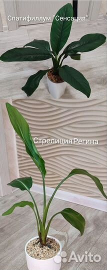 Комнатные растения цветы взрослые.Драцена,замик