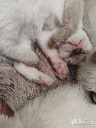 Тайские котята