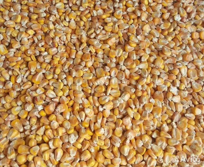 Пшеница ячмень кукуруза