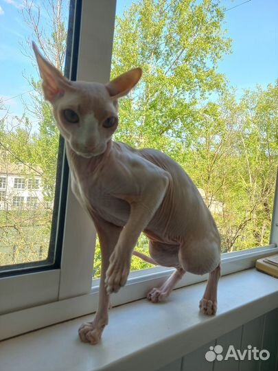 Донской сфинкс кот