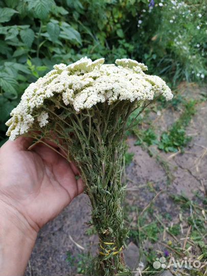 Тысячелистник степной