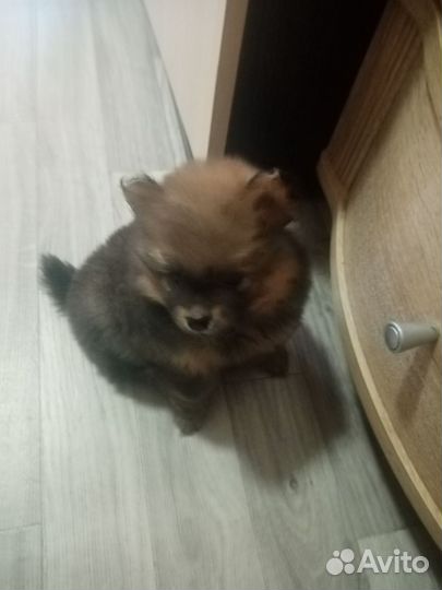 Померанский шпиц