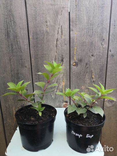 Гортензия метельчатая