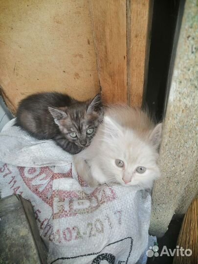 Котята в добрые руки