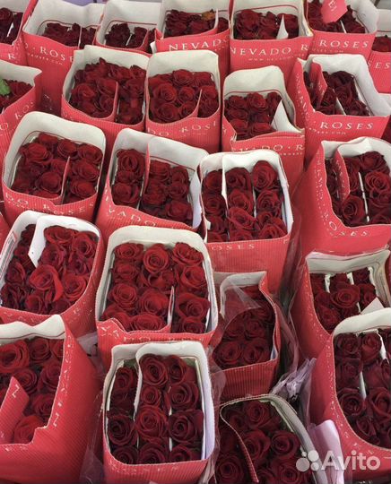 Цветы и букеты Роз 101 51 оптом