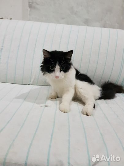 Фруктик ищет дом