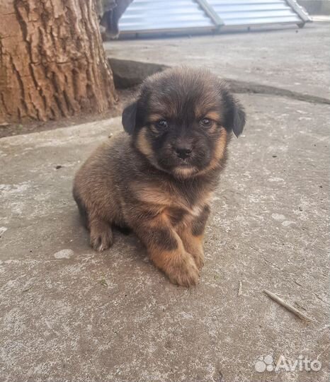 Щенок в добрые руки