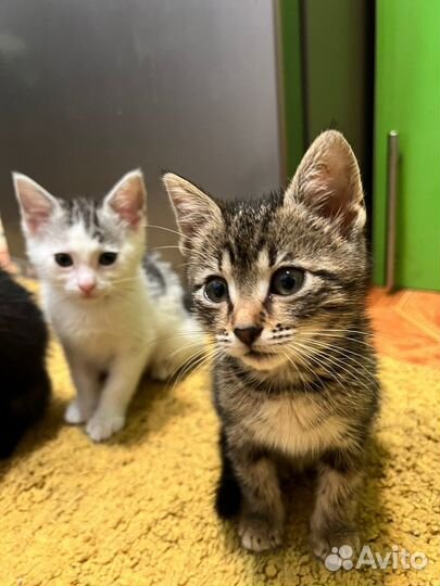 Котята в добрые руки