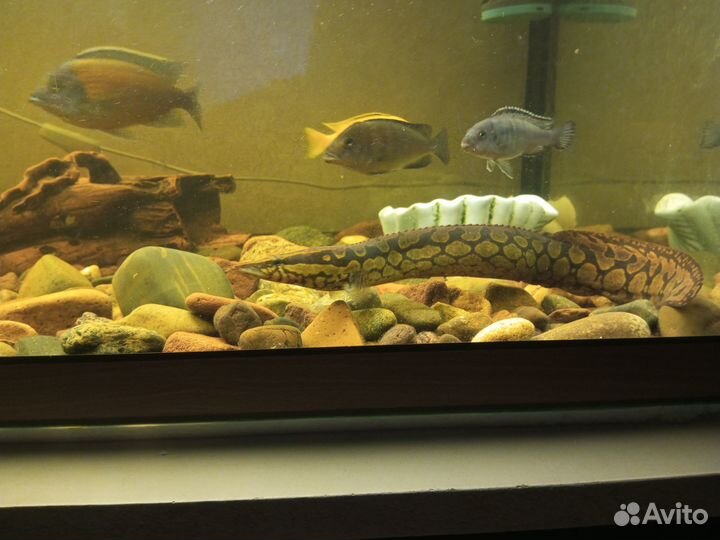 Аквариум на 420 литров с рыбками