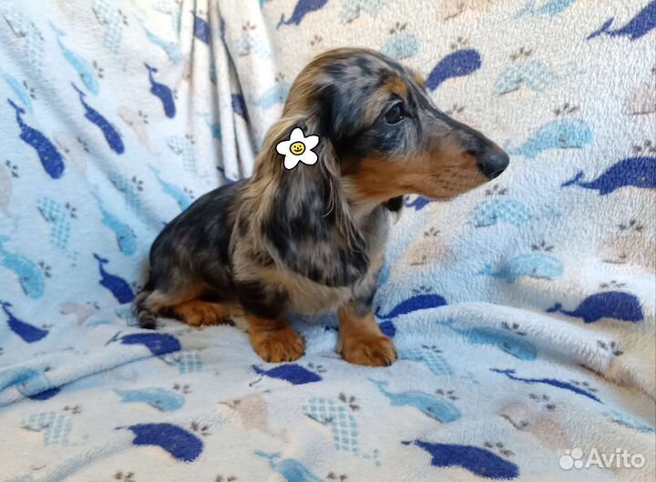 Миниатюрные карликовые длинношерсные таксы