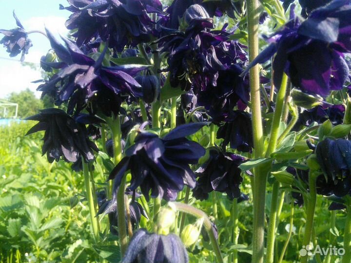 Садовые растения