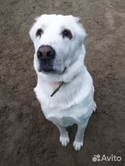 Дрессировка,выгул,передержка собак с кинологом