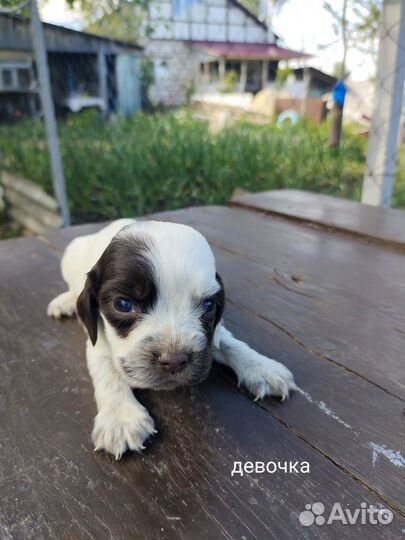 Русский спаниель