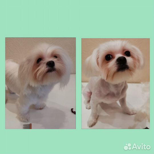 Грумер на дому