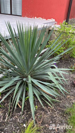 Растения для сада