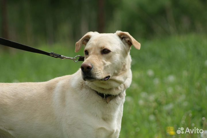 Метис лабрадора в дар