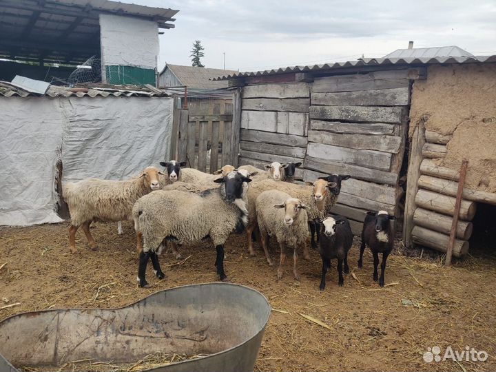 Овцы бараны