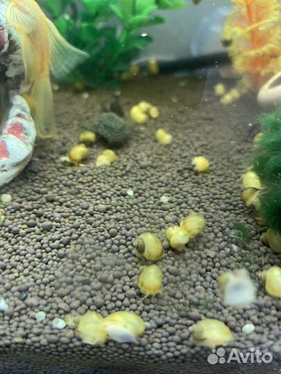 Малыши ампулярии, очень много