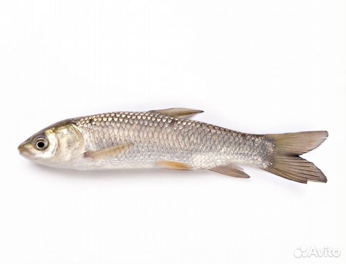 Малек Белого Амура Опт/Розница Доставка