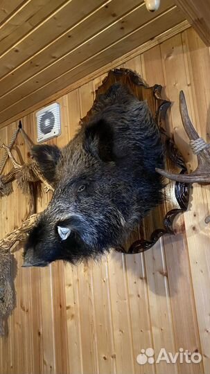 Чучело голова кабана трофейное