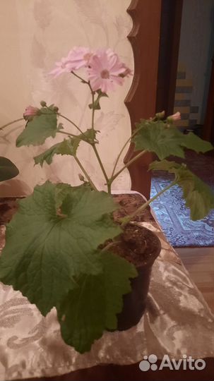 Комнатные цветы