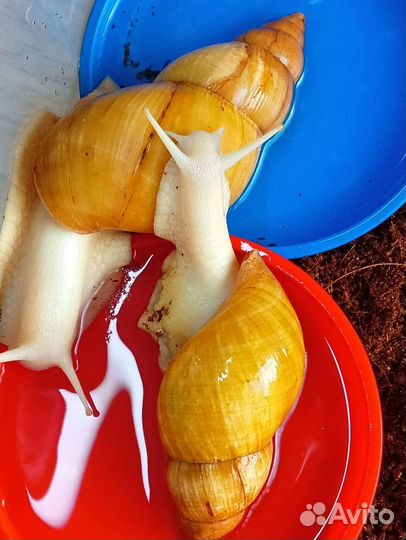 Улитки ахатины