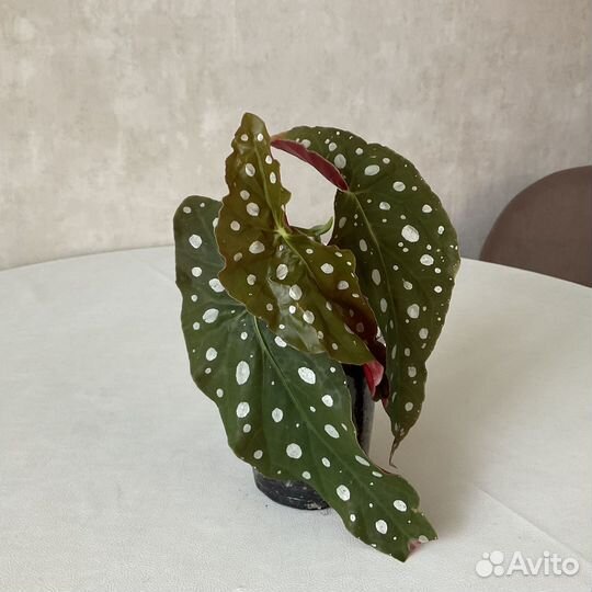 Бегония Макулата