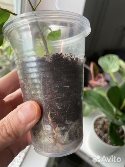 Фикус наоми голд